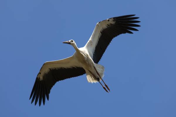 By Maarten Visser from Capelle aan den IJssel, Nederland (Ooievaar in flight) [CC BY-SA 2.0 (http://creativecommons.org/licenses/by-sa/2.0)], via Wikimedia Commons