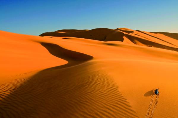 Woestijnkever inspireert tot nieuwe verf