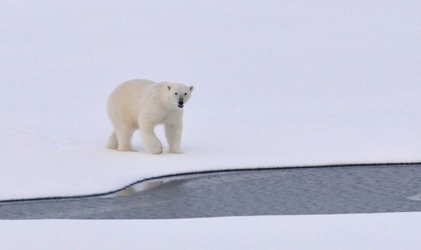https://pixabay.com/nl/polar-bear-ijs-arctic-white-koud-1574996/ 