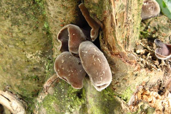 Wolk-oor paddenstoel (Auricularia polytricha), Pieria(Uploader and Photographer), Public Domain