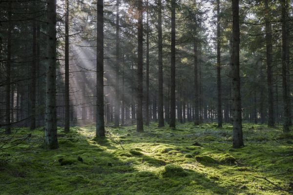 Troldtekt/Stertekt gaat voor 100% FSC® certificatie