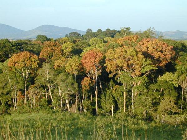Tropisch oerwoud, Gabon, Afrika - foto NASA/JPL-Caltech