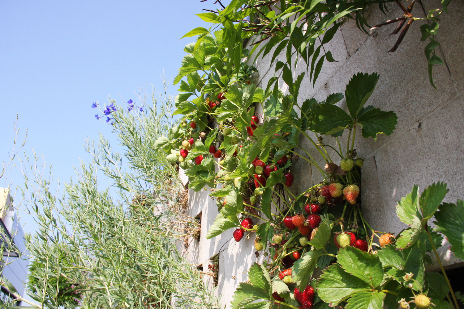 Soundless Green Wall betonwand Soundless Green Wall betonwand