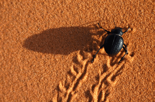 StoColor Dryonic G is gebaseerd op de microstructuur van de Namibische woestijnkever