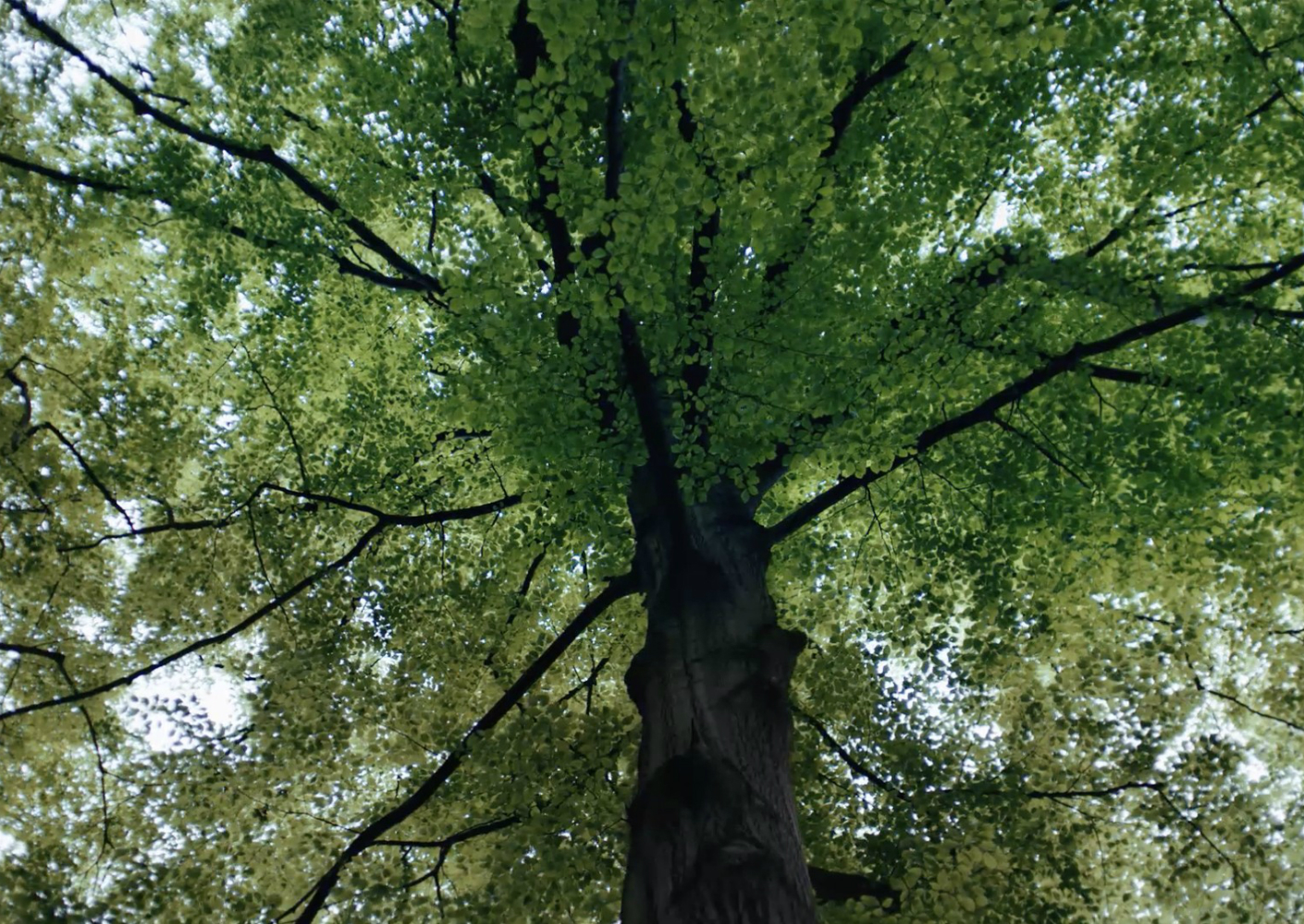 De VELUX Groep sluit zich aan bij RE100 en Business for Nature De VELUX Groep sluit zich aan bij RE100 en Business for Nature