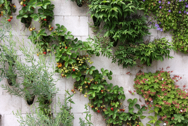 Bia groene wand Bia groene wand