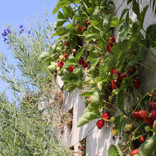 BIA Groene Wand Blokken: eten uit de muur BIA Groene Wand Blokken: eten uit de muur