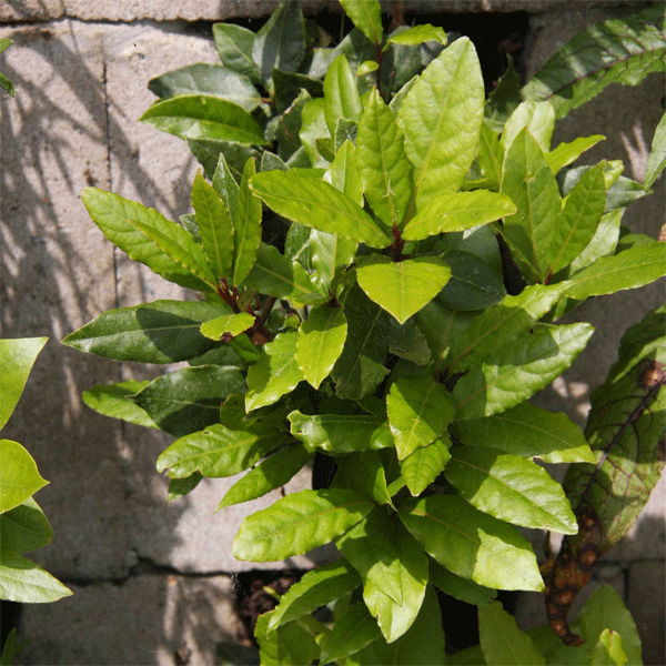 BIA Groene Wand Blokken laurier BIA Groene Wand Blokken laurier