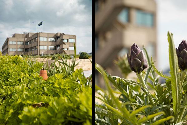 Een GROENDAK of DAKTUIN van Leven op Daken