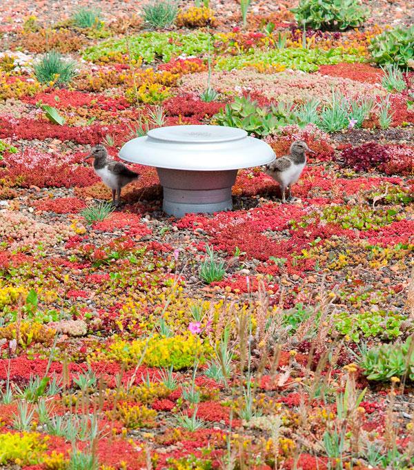 Een GROENDAK of DAKTUIN van Leven op Daken