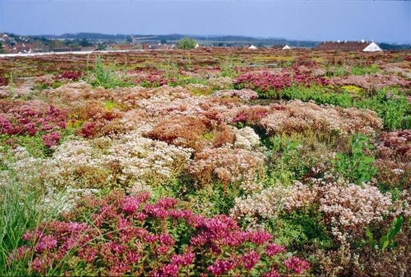 Zin co fixodrain - eenvoudig extensief groendak Zin co fixodrain - eenvoudig extensief groendak