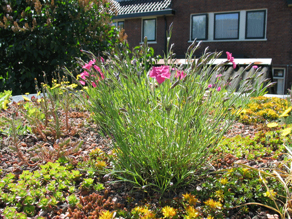 Zinco extensieve dakbegroening Dianthus Zinco extensieve dakbegroening Dianthus