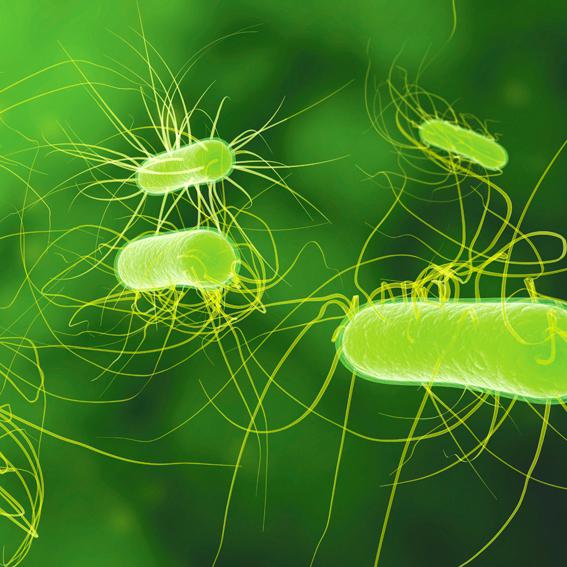 Bolidt multiresistente bacteriën Bolidt multiresistente bacteriën