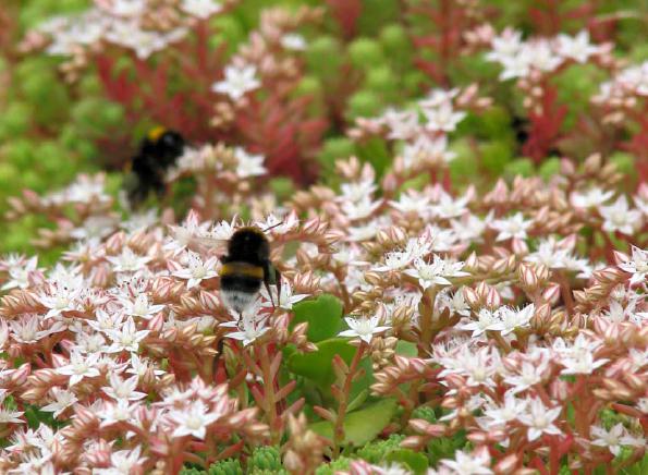 Derbigim Derbisedum groendak met sedum Derbigim Derbisedum groendak met sedum