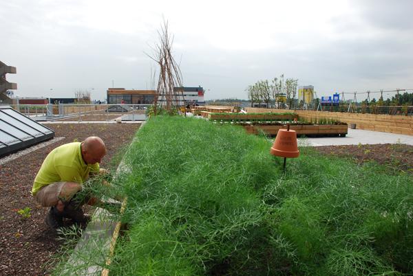 ZinCo groendak urban farming