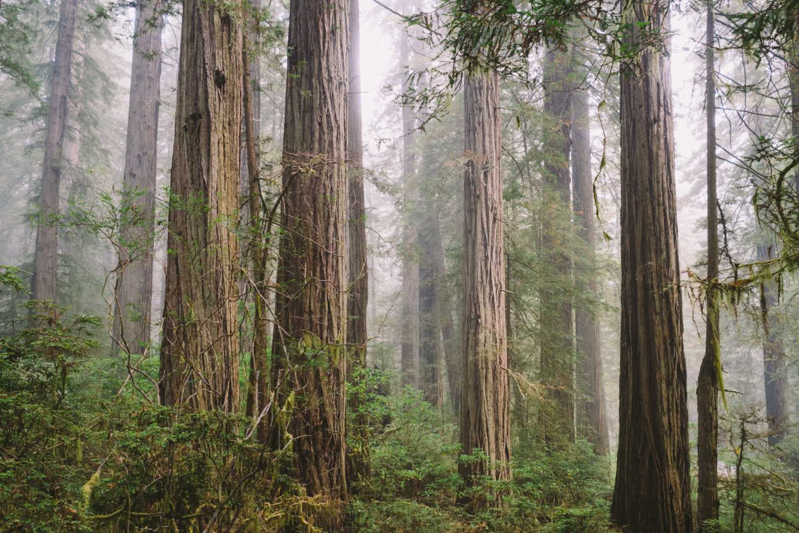 Rockpanel Textured Woods Bomen